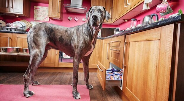 Il cane più alto del mondo muore a 8 anni e mezzo