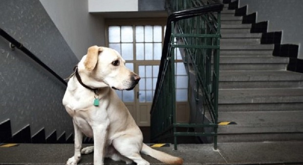Un cane sulle scale di un palazzo