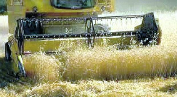 Forte richiesta di prodotto: gli agricoltori della Tuscia scommettono sul grano