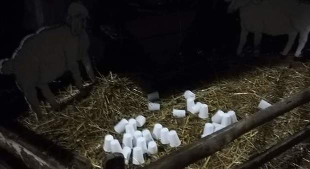 I bicchieri di plastica gettati sulla Natività a Mogliano dove il bambinello è finito nel mirino dei vandali