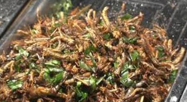 Arriva la barretta con larve e insetti “inventata” da un ricercatore italiano