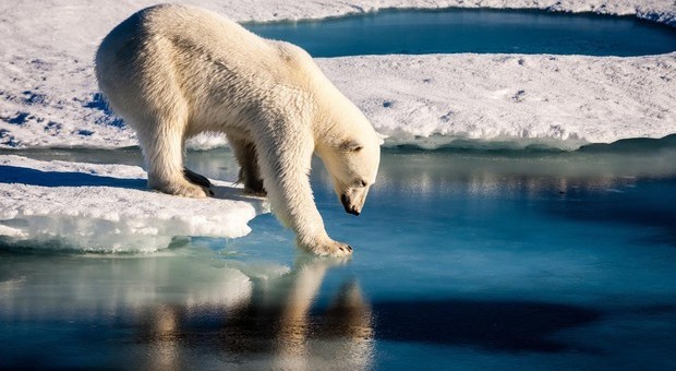 Un orso polare alle prese con il ghiaccio che si scioglie (foto Ansa)