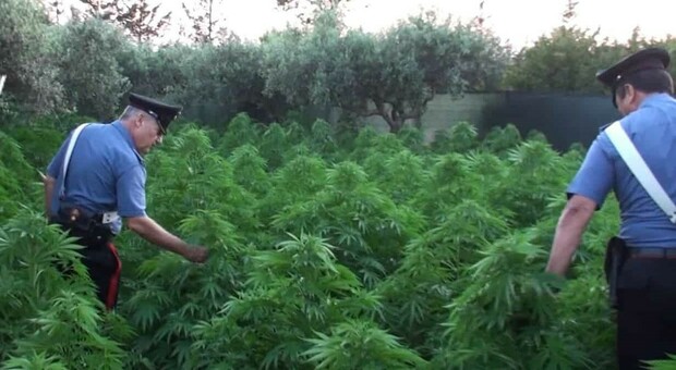 Piantagione di marijuana nel suo terreno, 54enne arrestato dai carabinieri