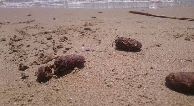 Sabaudia: i cani fanno i bisogni in spiaggia e i padroni si rifiutano di pulire