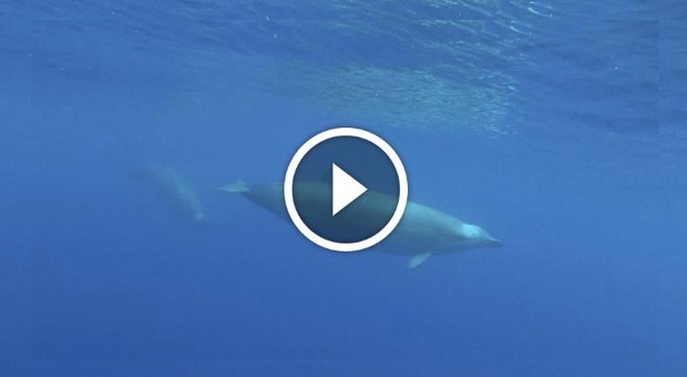 Filmato un rarissimo esemplare di balena col becco