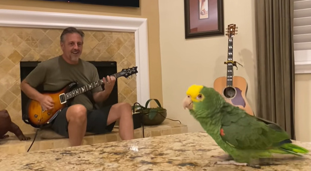 Un pappagallo interpreta brani di musica rock con l'accompagnamento di una chitarra e ottiene milioni di visualizzazioni su YouTube