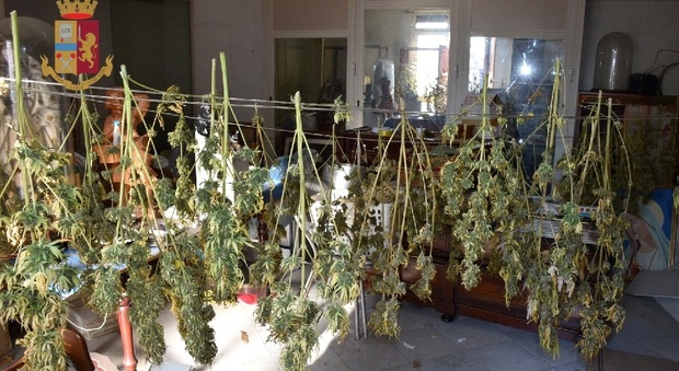 Marijuana fatta in casa, coppia arrestata a Sant'Antimo
