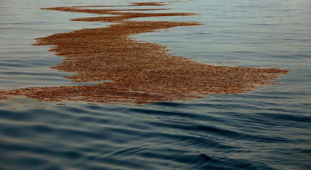 Disastro ambientale nel Golfo del Messico: maxi risarcimento di BP agli USA
