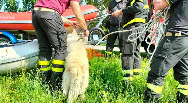 Il momento in cui i vigili del fuoco portano in salvo il cane