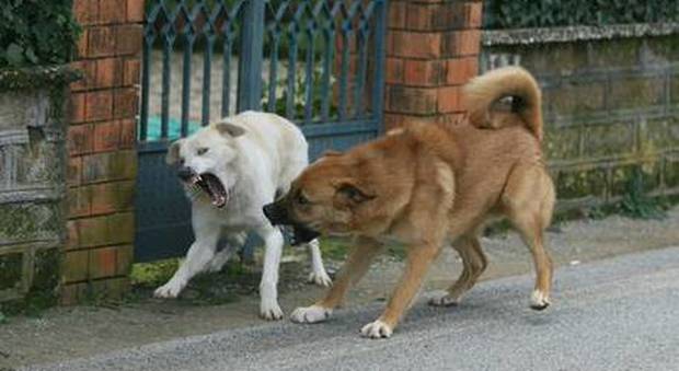 Il cane randagio si stacca dal branco e corre a mordere i passanti, paura per la rabbia in India: 31 ricoverati