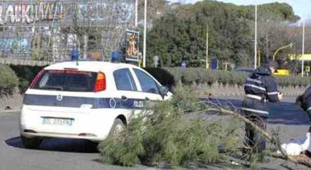 Via Flaminia, albero cade su un'auto: Ferite madre e figlio
