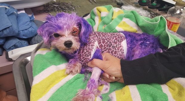 Tintura per capelli sulla sua cagnolina, la piccola Viola viva per miracolo