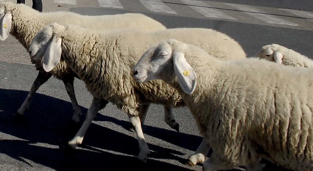 Le pecore fuggono dal recinto: multato il proprietario per "divieto di sosta"