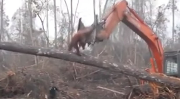 L'orango difende la sua foresta e attacca la gru che sta distruggendo gli alberi del suo habitat Video