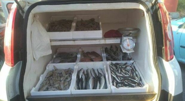Pesca di frodo, la Capitaneria di porto sequestra 10 chili di “bianchetto”