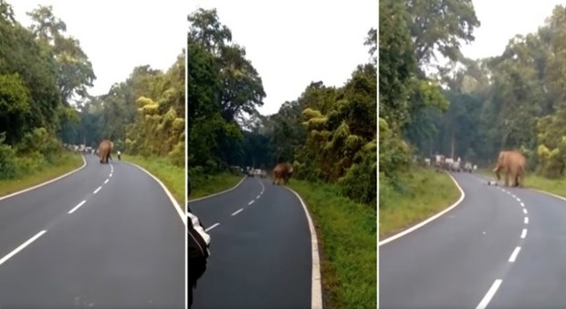 immagine India, si avvicina a un elefante per scattarsi una foto: turista ucciso