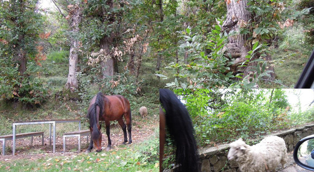 Fuga dall'allevamento: cavallo e pecora si rifugiano sui boschi di Quisisana