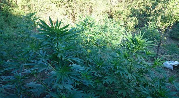Reggio Calabria, scoperta piantagione di marijuana: 2 arresti
