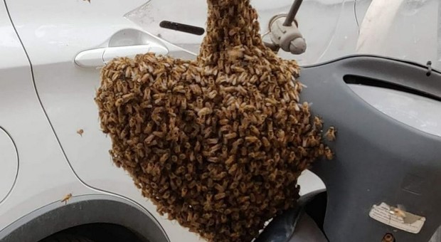 Roma, trovano un alveare su un motorino: api salvate dai vigili