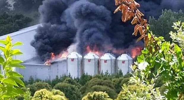 Monte Vidon Comatte, tremendo incendio distrugge due capannoni: carbonizate 150mila galline e danni milionari
