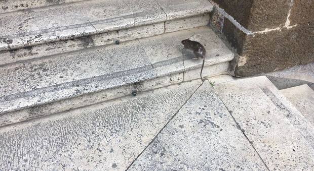 Roma, i topi arrivano anche sulle scale del Campidoglio. Pd: «Vanno dalla Montanari»