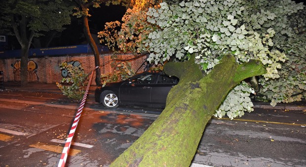 L'albero che lunedì sera è caduto su un'auto in via San Liberale a Treviso