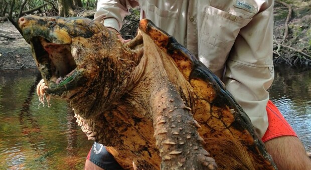 FOTO: Catturata un'enorme tartaruga di oltre 45 chili in un posto insolito della Florida