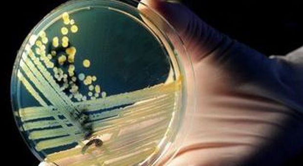 Catene di batteri Ehec in coltura (foto Julian Stratenschulte - Epa)
