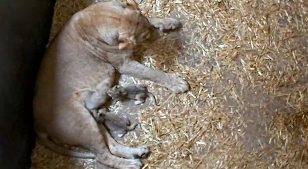 La leonessa con i cuccioli appena nati (immagine pubblicata da News.com.au)