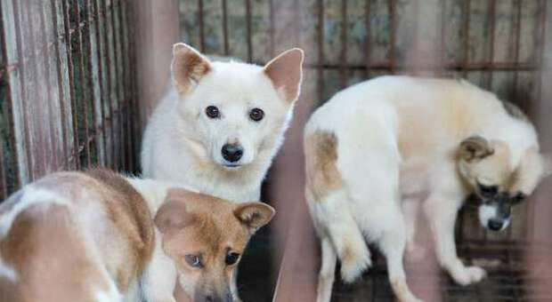 Cani cannibali in Corea del Sud, scoperto allevamento degli orrori: cento sono stati salvati
