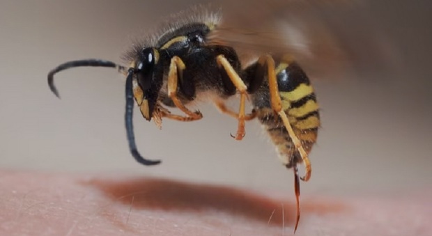 Punti da una vespa durante la passeggiata al parco, coppia in choc anafilattico: lui muore in ospedale, lei sopravvive