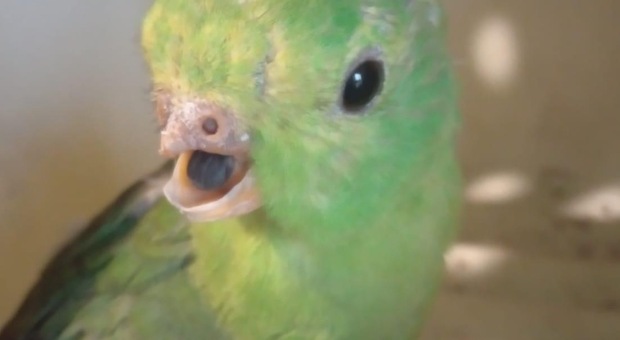Ferito e senza becco, curato a Calimera: il pappagallo Fierobecco ora sta bene. Mangia frutta e verdura