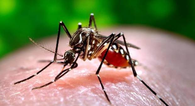 Virus Zika, primo caso di trasmissione sessuale in Spagna