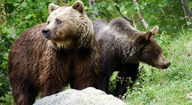 Tar Trento: «Troppi orsi» - Foto di Susanne Jutzeler, Schweiz da Pixabay