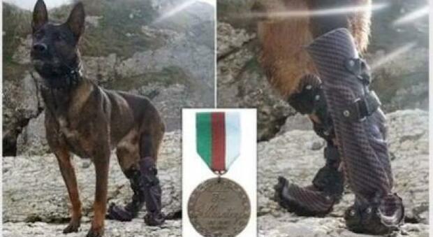Kuno, il cane che ha perso due zampe per combattere i talebani, premiato con una medaglia