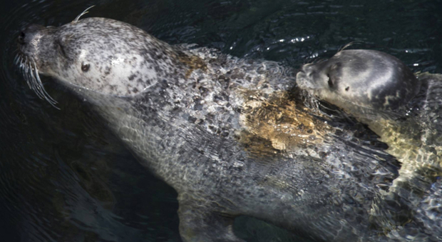 Fiocco azzurro allʼAcquario di Genova: è nato un cucciolo di foca