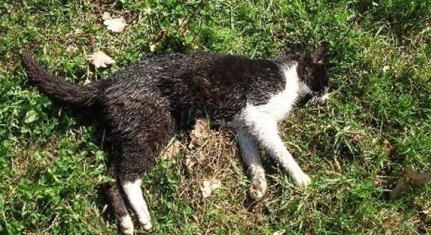 Moria di gatti, si sospetta l’avvelenamento