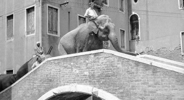 Elefanti a Venezia, una storia secolare. Uno, imbizzarrito, fu ucciso in chiesa a cannonate