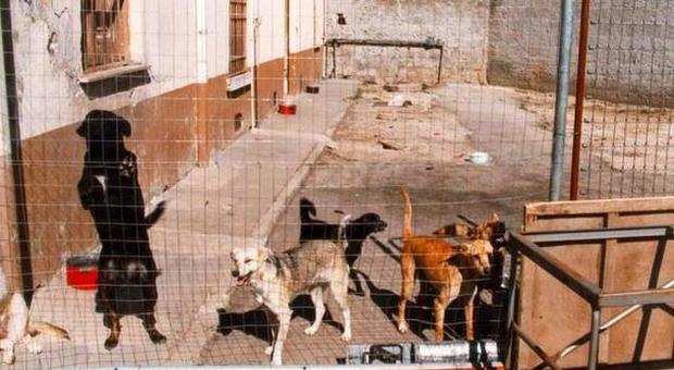 Mondragone, cani catturati e venduti ​all'estero: scattano le indagini