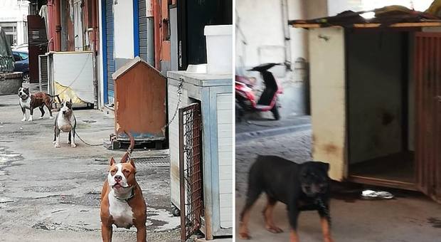 Cani maltrattati a due passi dalla prefettura di Napoli, blitz vigili urbani e Asl
