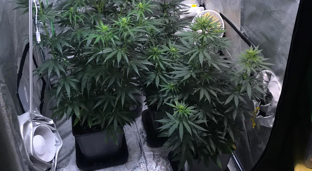 A casa una serra con impianto di areazione e lampade a led per coltivare cannabis: denunciato
