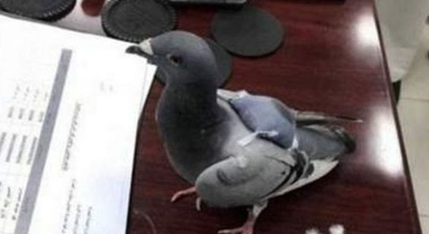 La polizia arresta un piccione: "Trovato con oltre 170 pasticche di ecstasy