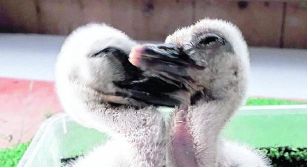 I due piccoli della cicogna nascono nella nursery grazie all'incubatrice