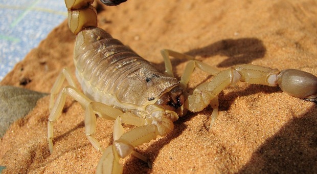 Scorpioni, scoperta una nuova specie nel deserto della California: «Sono già a rischio estinzione»