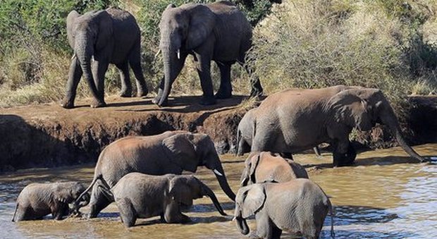 Oltre 350 elefanti morti in Botswana per cause misteriose, gli esperti: «Disastro ambientale»