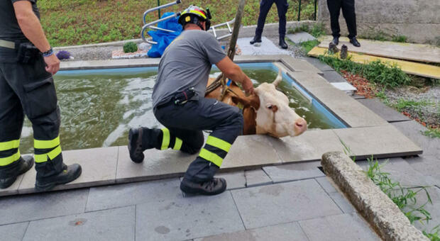 Mucca "accaldata" finisce in piscina, salvata dai vigili del fuoco FOTO