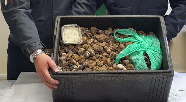 I 20 kg di tartufi sequestrati dalla finanza al casello di Palmanova in Friuli