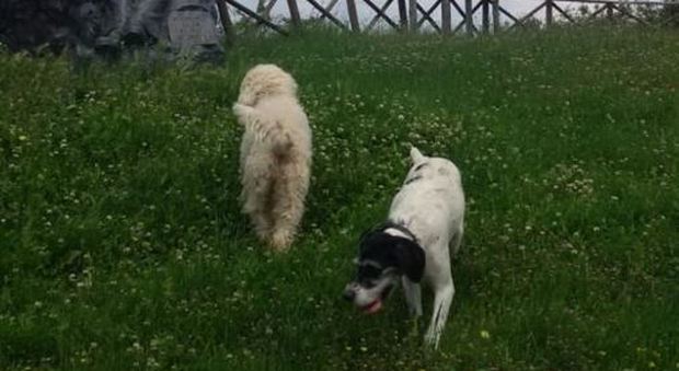 Smarriti due cani a Senigallia: ecco chi contattare se riuscite a vederli o trovarli