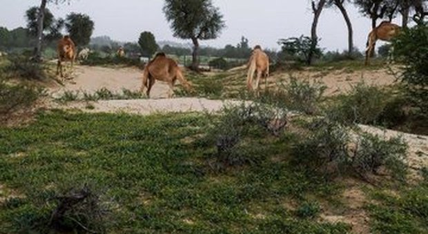 Emirati Arabi, il deserto diventa verde dopo settimane di piogge