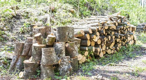 Ruba legna nel parco del Partenio, scoperto dai carabinieri forestali